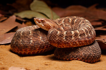 Red lance head snake