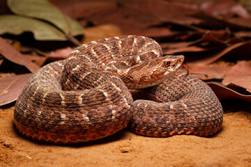 Red lance head snake
