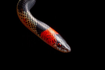coral snake on white close up
