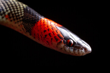 coral snake on white close up
