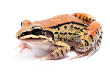 red eyed tree frog