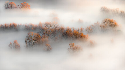 Fine art landscape in the wild forest