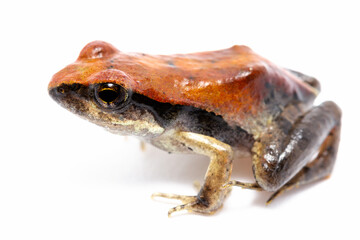 frog