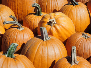 A harvest of orange pumpkins