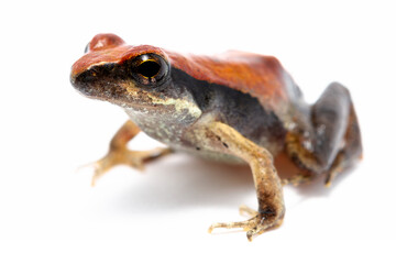 toad isolated on white