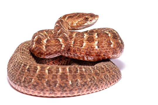 Red lance head snake