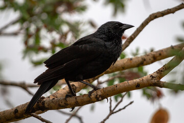 blackbird on a branch