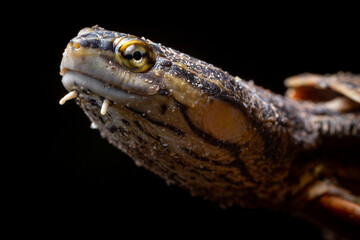 close up of a turtle
