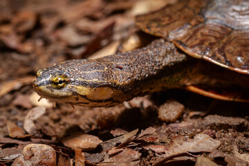 close up of a turtle