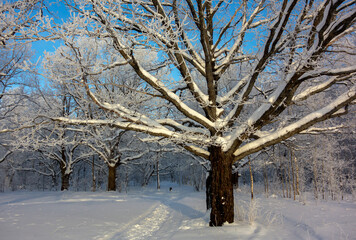 Fototapeta premium Winter snow-covered trees. City park. Nature.