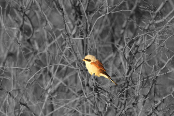 A beautiful brown shrike (Lanius cristatus) sitting on the brown dry branch in morning sun.