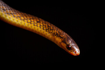 ground snake close up