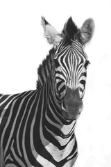 Fototapeta na wymiar A Mountain Zebra (Equus zebra) in grassland with dry grass in background.