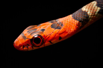 red head snake 