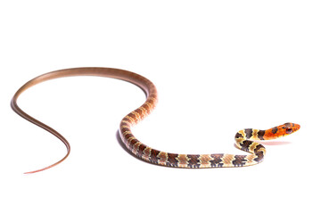 red head snake on white