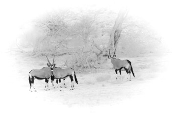 The gemsbok or gemsbuck (Oryx gazella)  standing on the red sand dune with red sand and dry grass...
