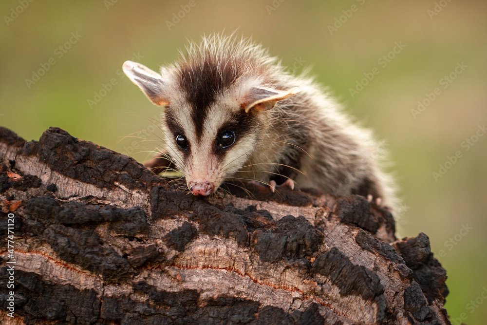 Wall mural opossum on the tree