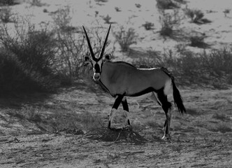 The gemsbok or gemsbuck (Oryx gazella) staying on the red sand dune with red sand and dry grass...