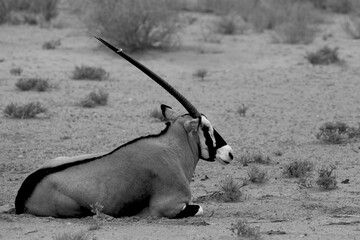 The gemsbok or gemsbuck (Oryx gazella) lying on the red sand dune with red sand and dry grass...