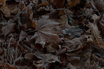Frosted dry autumn leaves. Brown november leaves under frost
