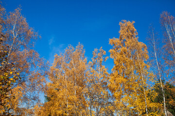Fototapeta na wymiar Autumn trees, nature landscape over blue sky. Beautiful sunny fall day..