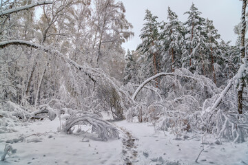 Winter landscape with snowy forest and trees covered with hoarfrost. Climate, weather.