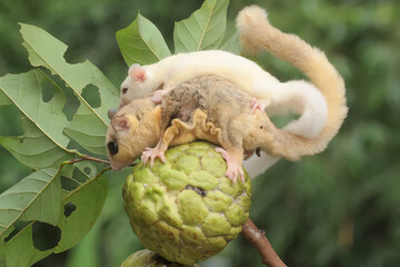 A mother sugar glider holds her baby to protect her baby from predators. This marsupial mammal has...