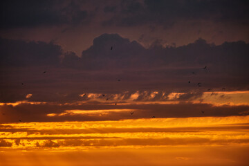 Landscape shot of the birds on the background of sunset light far in the sky