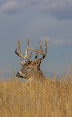 Buck Whitetail Deer Bedded During the Rut in Colorado in Autumn