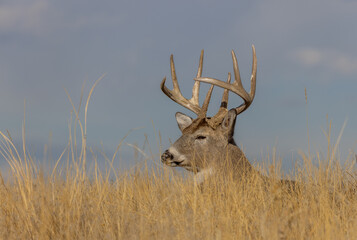 Buck Whitetail Deer Bedded During the Rut in Colorado in Autumn