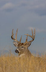 Buck Whitetail Deer Bedded During the Rut in Colorado in Autumn