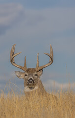 Buck Whitetail Deer Bedded During the Rut in Colorado in Autumn