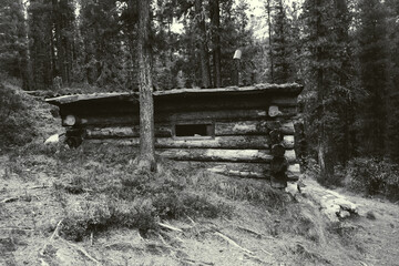 A black and white shot of a wooden forester hut in the deep of the taiga forest; a log dugout of a ...