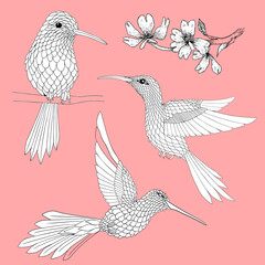 Handdrawn hummingbird and flowers illustration with solid vector isolated in pink background