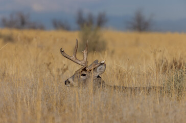 Buck Whitetail Deer Bedded During the Rut in Colorado in Autumn