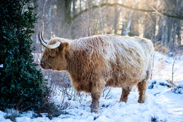 Scottish Highlander in winter landscape