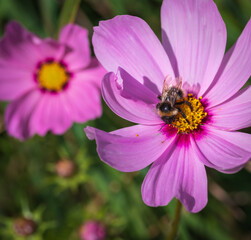 Closeup of bumblebee collecting honey on pink and yellow cosmos (Cosmos bipinnatus)  flowers in the garden