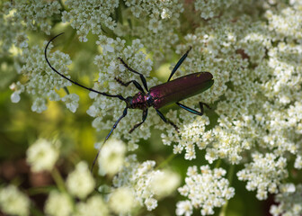 Closeup of  shiny musk beetle (aromia moschata)  sitting on white wild carrot flower  - obrazy, fototapety, plakaty