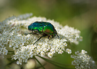 Closeup of European rose chafer (Cetonia aurata) sitting on white wild carrot flower