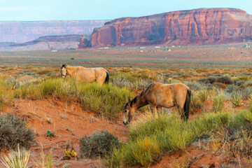 Two horses graze on grass in Monument Valley