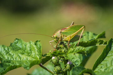 Closeup of big green bush cricket (Tettigonia cantans) sitting on top of malva plant with fresh green leaves and flower buds