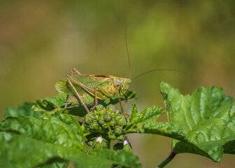 Closeup of big green bush cricket (Tettigonia cantans) sitting on top of malva plant with fresh green leaves and flower buds