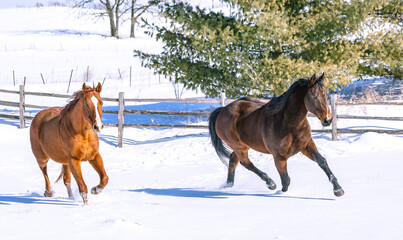 Two Thoroughbred horses running through the snow on a sunny day with hills, pine trees, and a...