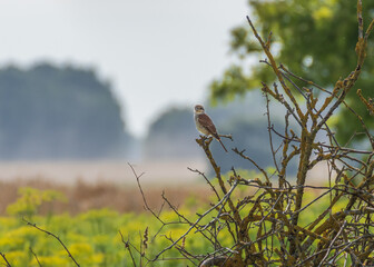 The red-backed shrike (Lanius collurio) juvenile perched on dry branch on top of the pile of dry branches on hot summer day. Hazy fields and forest in the background