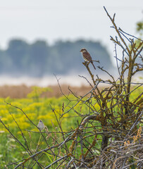 The red-backed shrike (Lanius collurio) juvenile perched on dry branch on top of the pile of dry branches on hot summer day. Common whitethroat (Sylvia communis) on lower branch