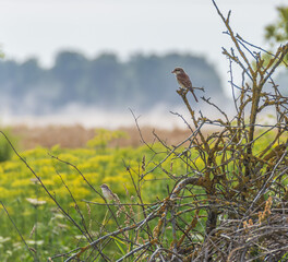 The red-backed shrike (Lanius collurio) juvenile perched on dry branch on top of the pile of dry branches on hot summer day. Common whitethroat (Sylvia communis) on lower branch