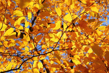 Hornbeam leaves.