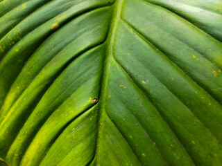 Close up - Beautiful Leaf green nature texture background