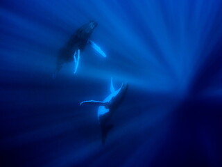 Humpback whales resting in a dancing pose in the mid warm waters of Moorea