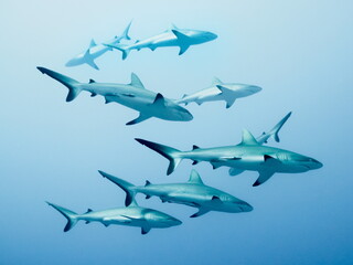 Fototapeta na wymiar The wall of sharks at Fakarava's south pass, French Polynesia